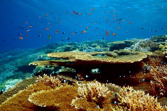 Подводный мир