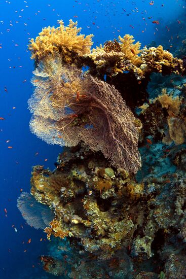 Подводный мир