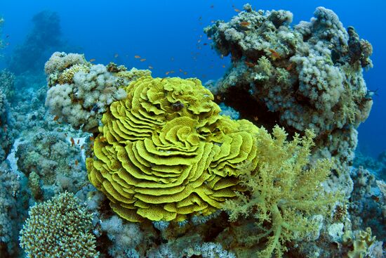 Подводный мир