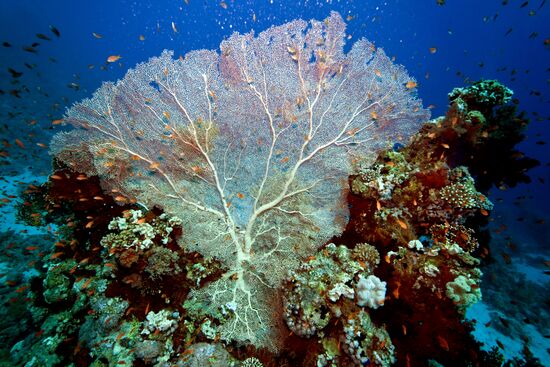 Подводный мир