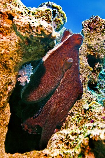 Подводный мир