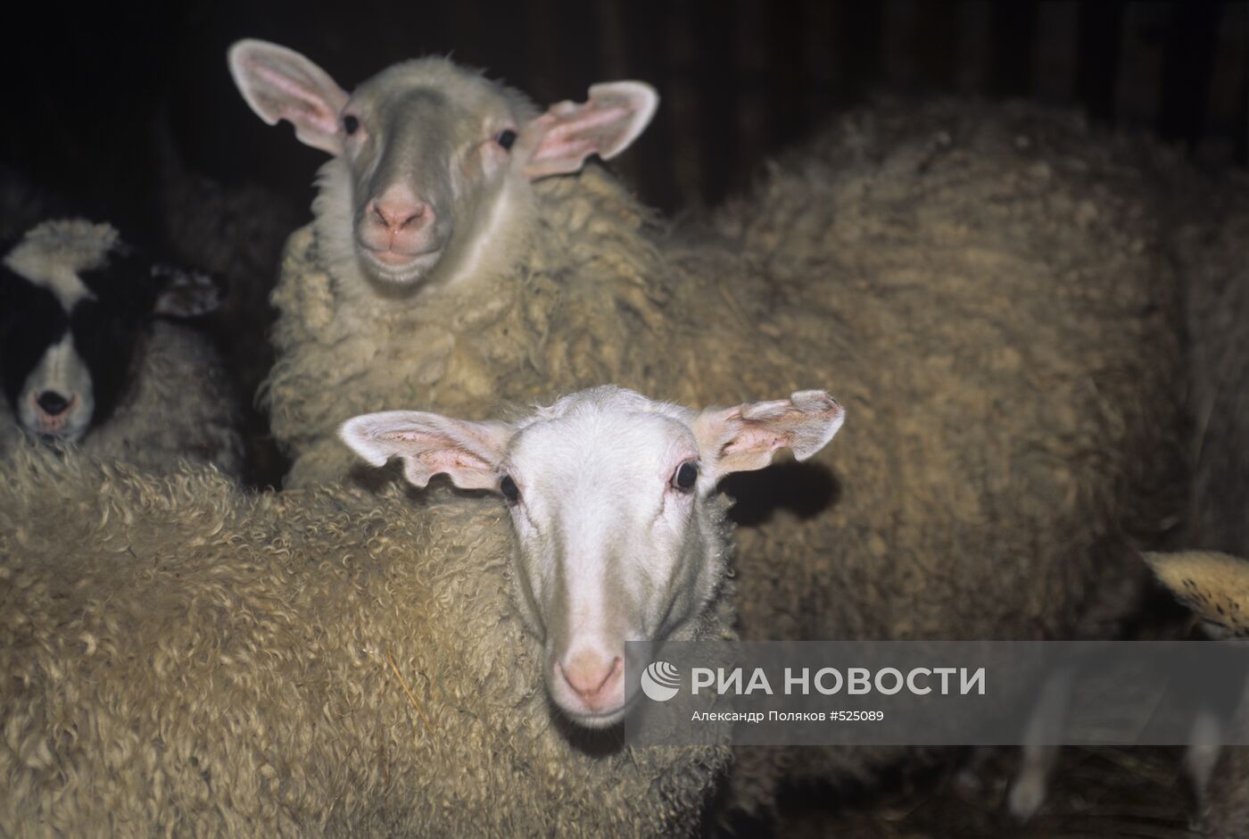 Биотехцентр РАСХН. Трансгенные овцы