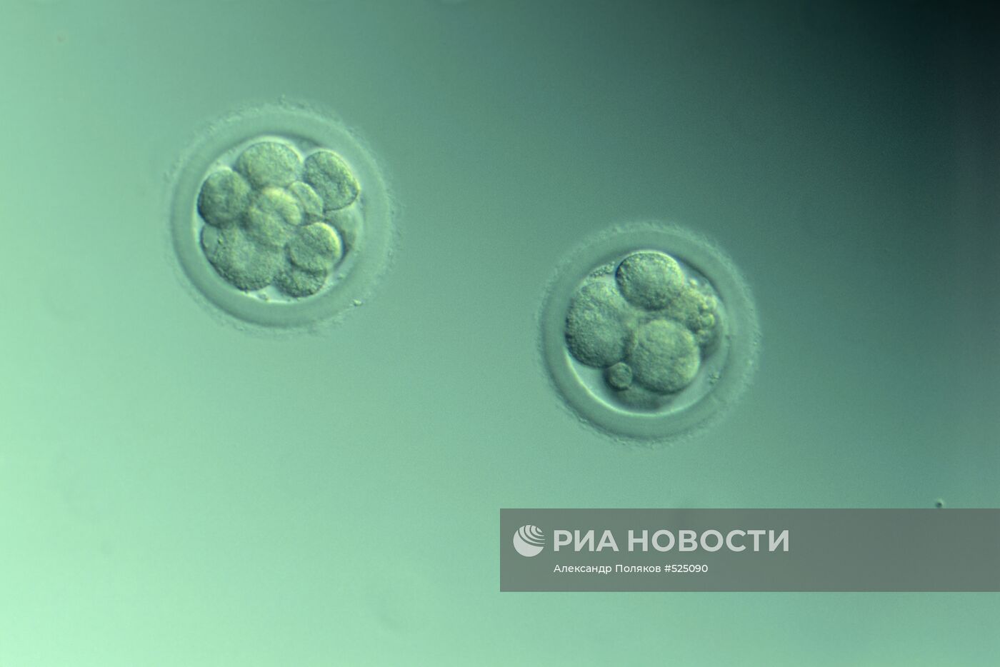 Биотехцентр РАСХН. Ранний эмбрион кролика