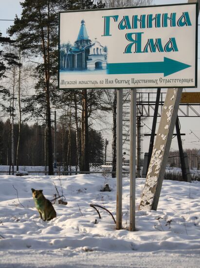 В Екатеринбурге стая бродячих собак позеленела