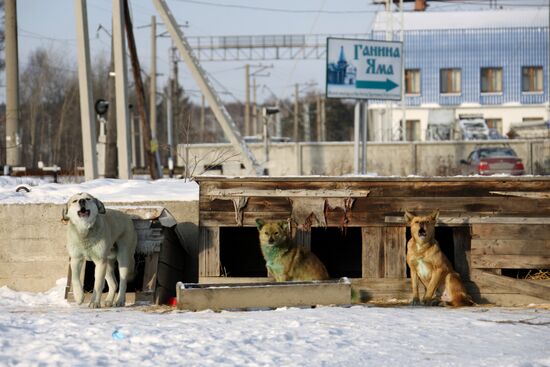 В Екатеринбурге стая бродячих собак позеленела