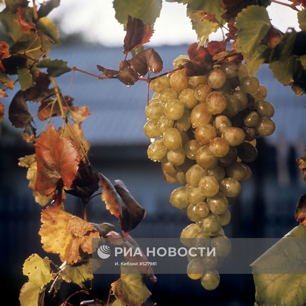 Молдавский виноград