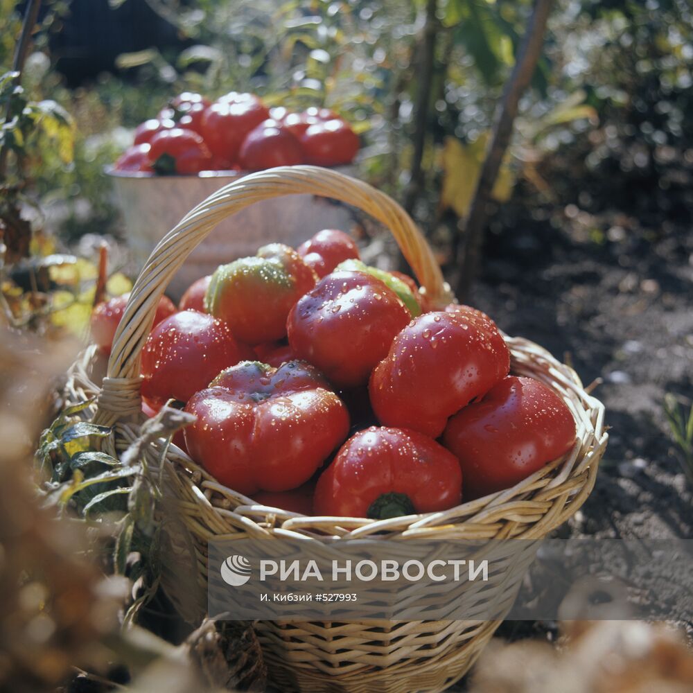 Молдавские помидоры