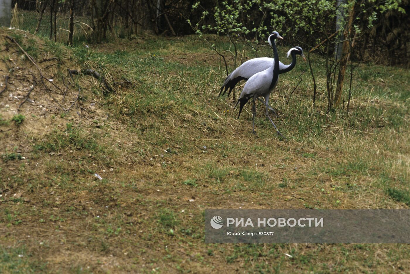 Журавли-красавки