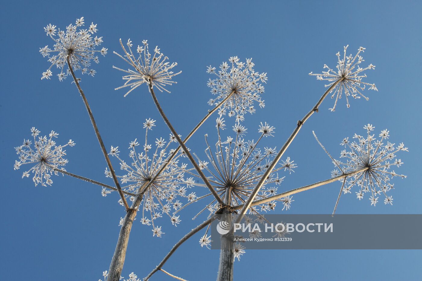 Засохший борщевик, покрытый инеем