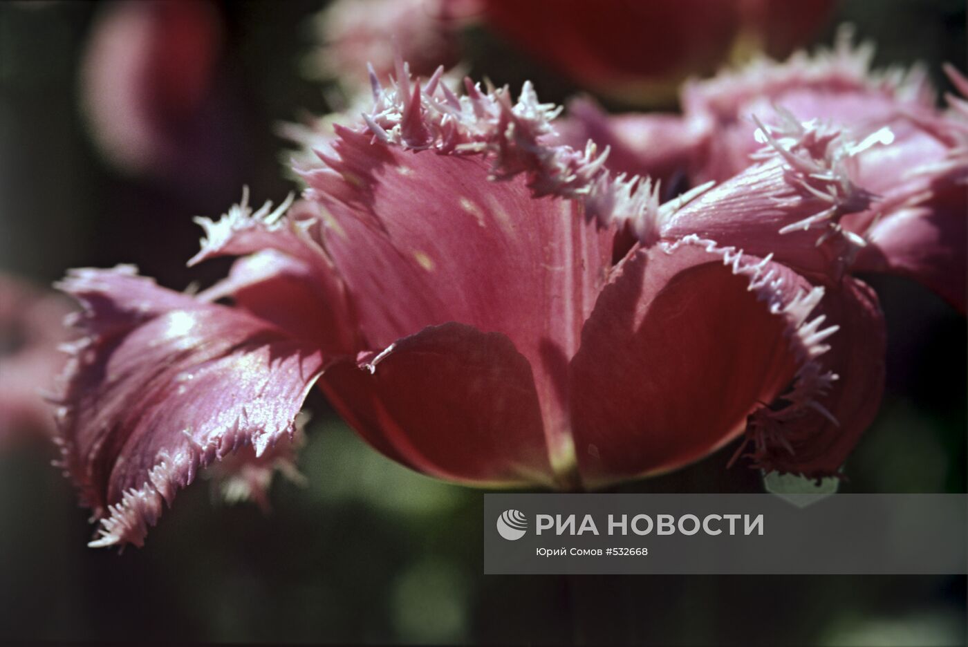 Розовый бахромчатый тюльпан "Оренбург"