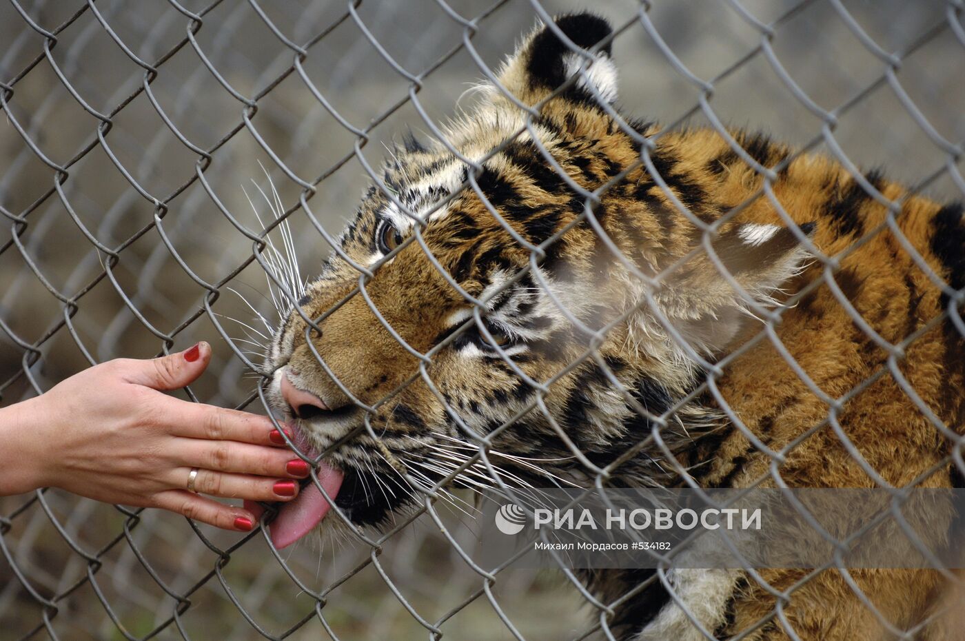 Тигрица Маша, подаренная Владимиру Путину