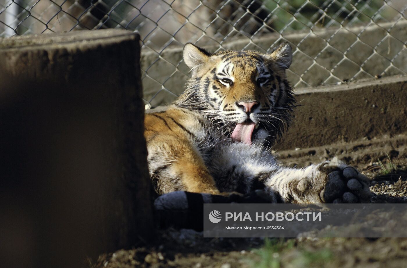 Тигрица Маша, подаренная Владимиру Путину