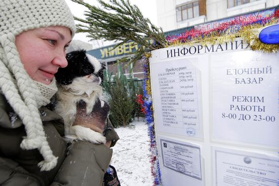В Москве открылись елочные базары