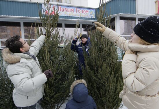 В Москве открылись елочные базары