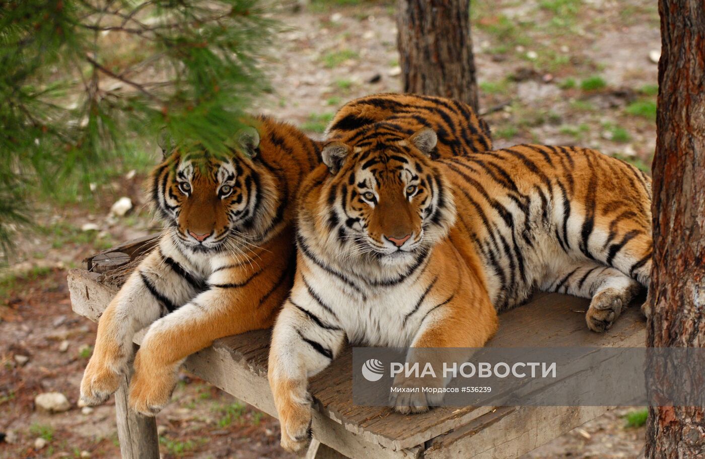 Тигры в вольере "Сафари-парка"