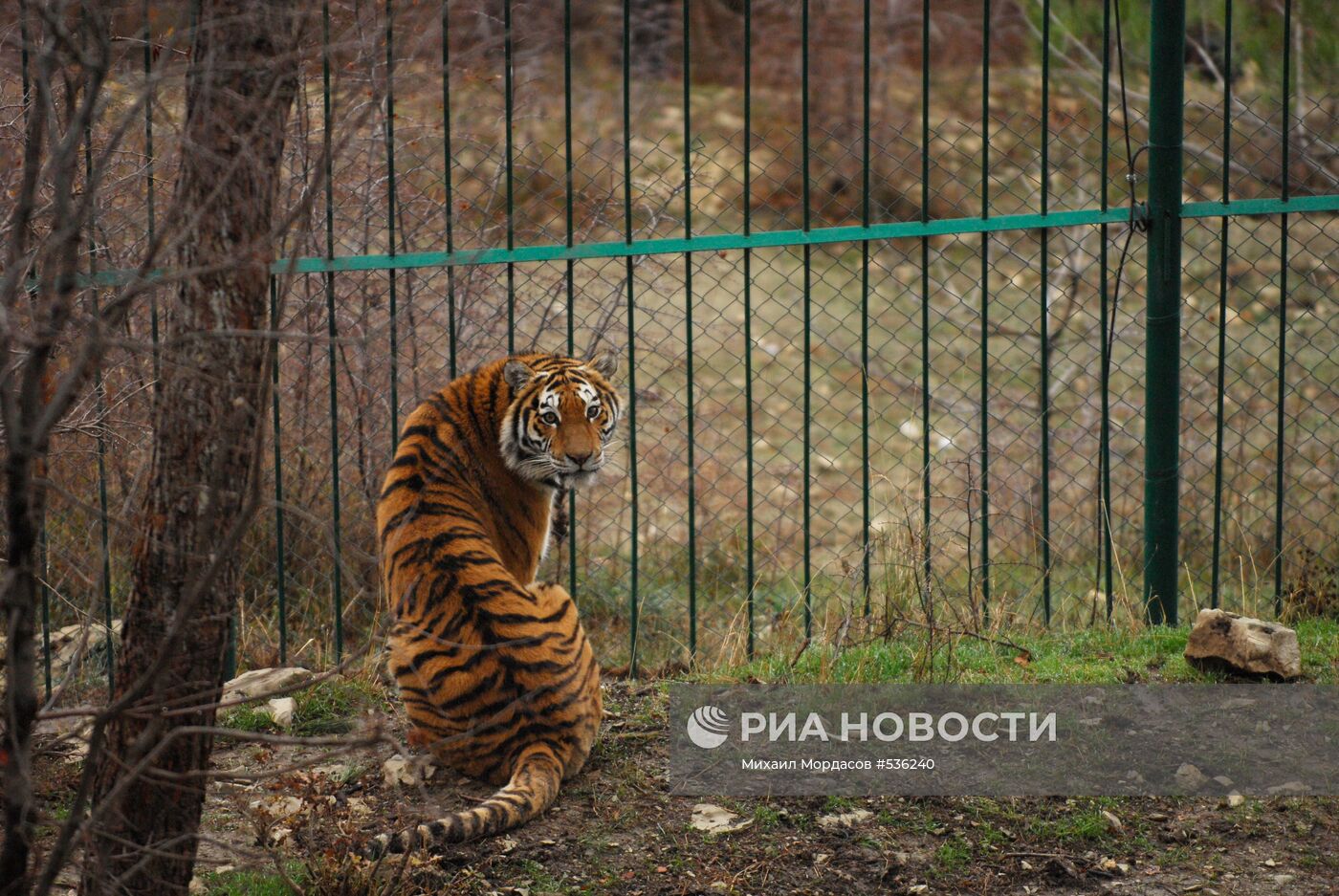 Тигрица в вольере "Сафари-парка"