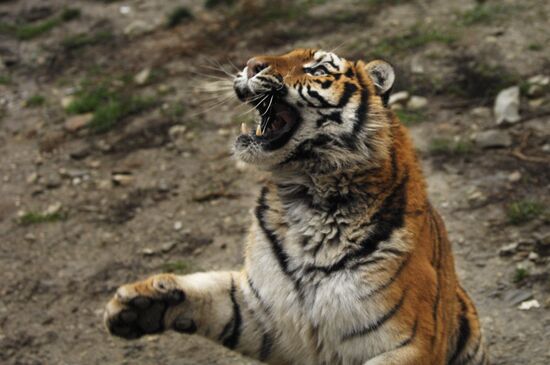 Тигрица в вольере "Сафари-парка"