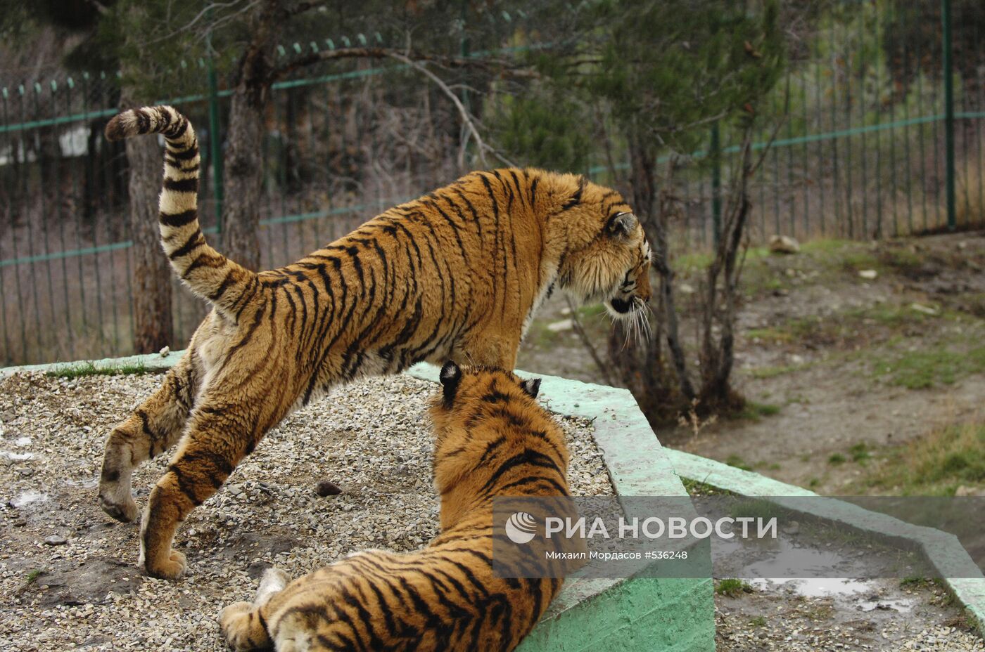 Тигры в вольере "Сафари-парка"