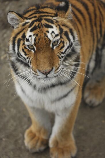 Тигрица в вольере "Сафари-парка"