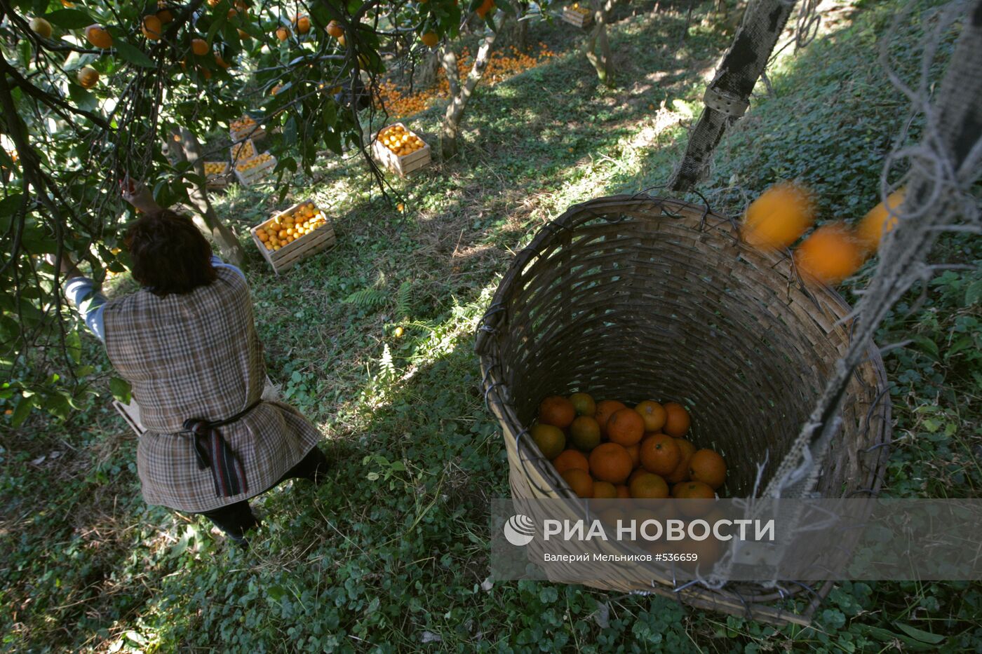 Сбор мандаринов в Абхазии