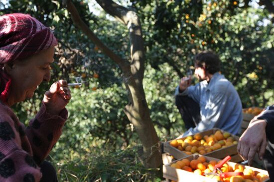 Сбор мандаринов в Абхазии