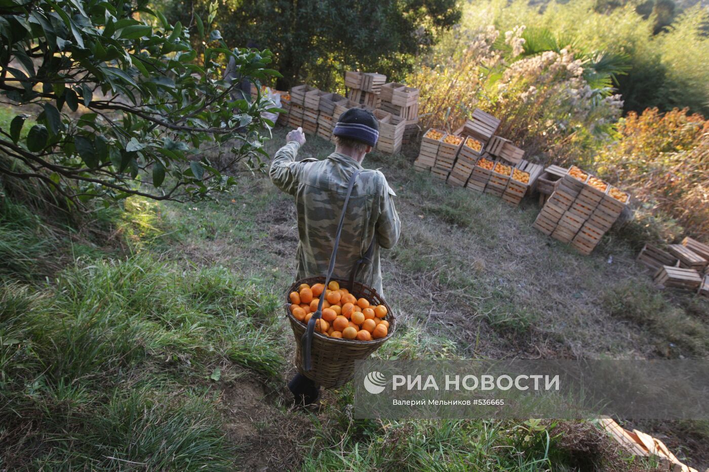 Сбор мандаринов в Абхазии