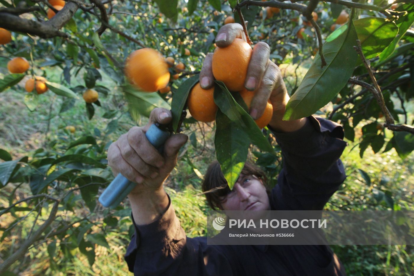 Сбор мандаринов в Абхазии