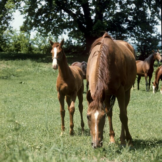 Лошади конезавода "Майский"