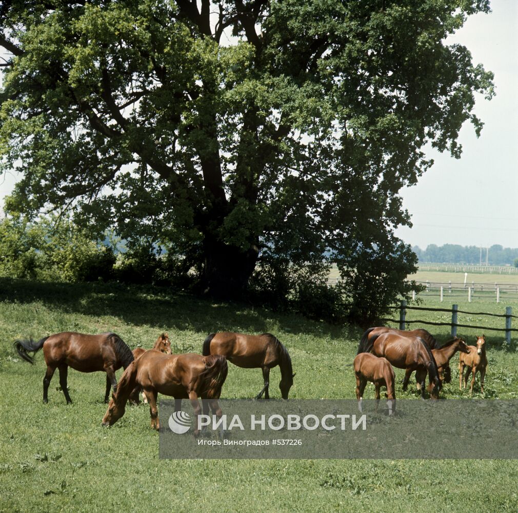 Лошади конезавода "Майский"