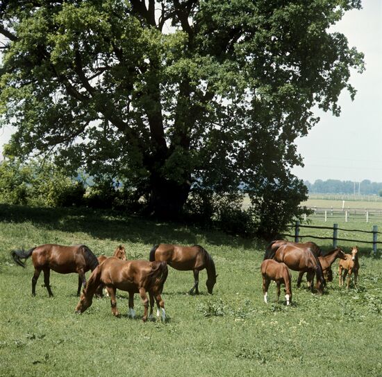 Лошади конезавода "Майский"