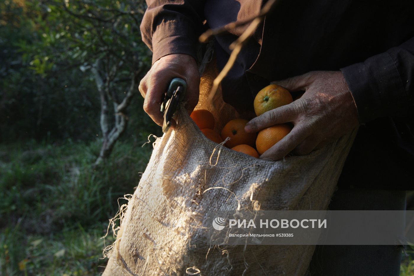 Сбор мандаринов в Абхазии