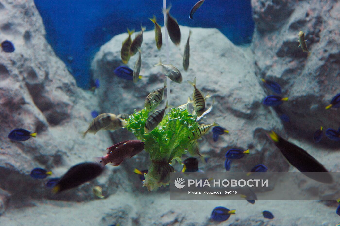 Открытие океанариума "Sоchi Discovery World" в Сочи