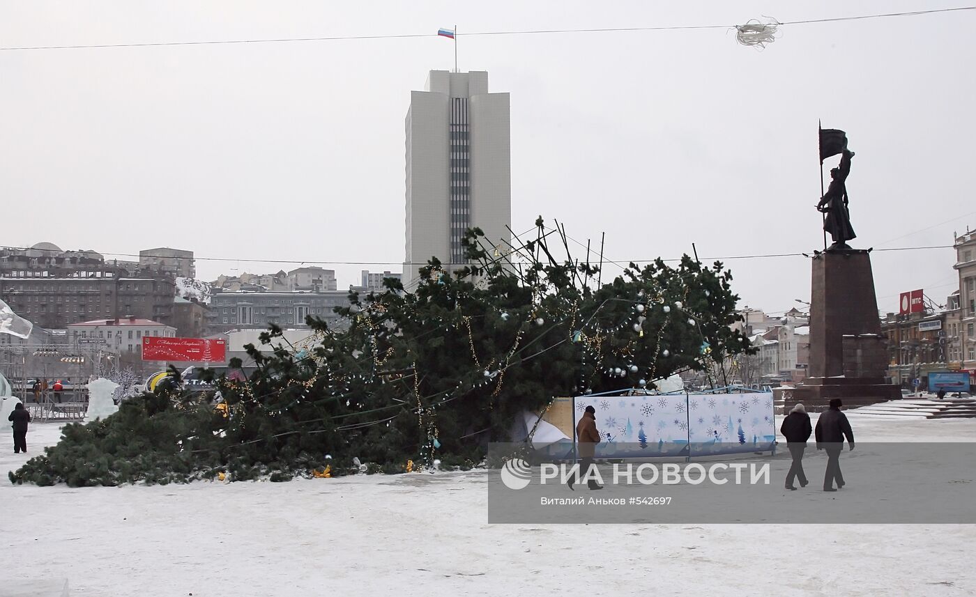 Елка, упавшая в результате штормового ветра во Владивостоке