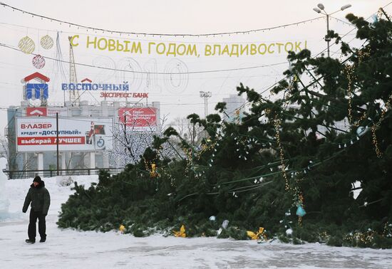 Елка, упавшая в результате штормового ветра во Владивостоке