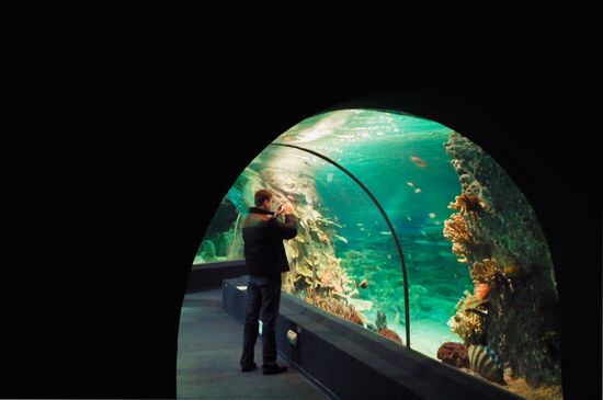 Открытие океанариума "Sоchi Discovery World" в Сочи