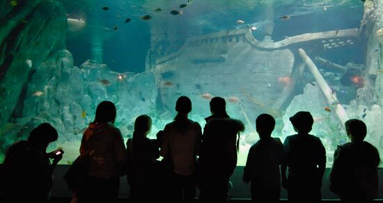 Открытие океанариума "Sоchi Discovery World" в Сочи