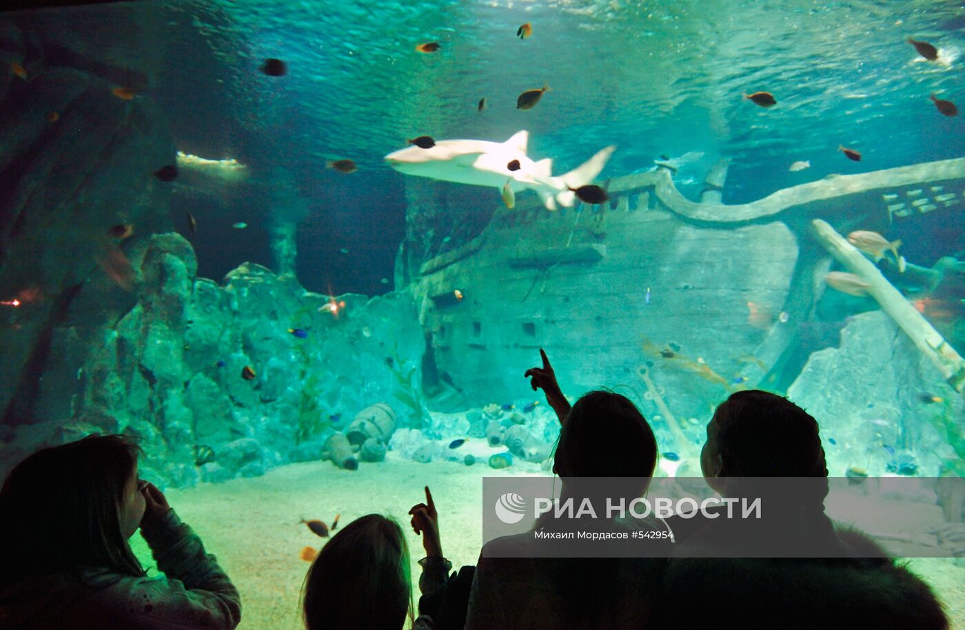 Открытие океанариума "Sоchi Discovery World" в Сочи