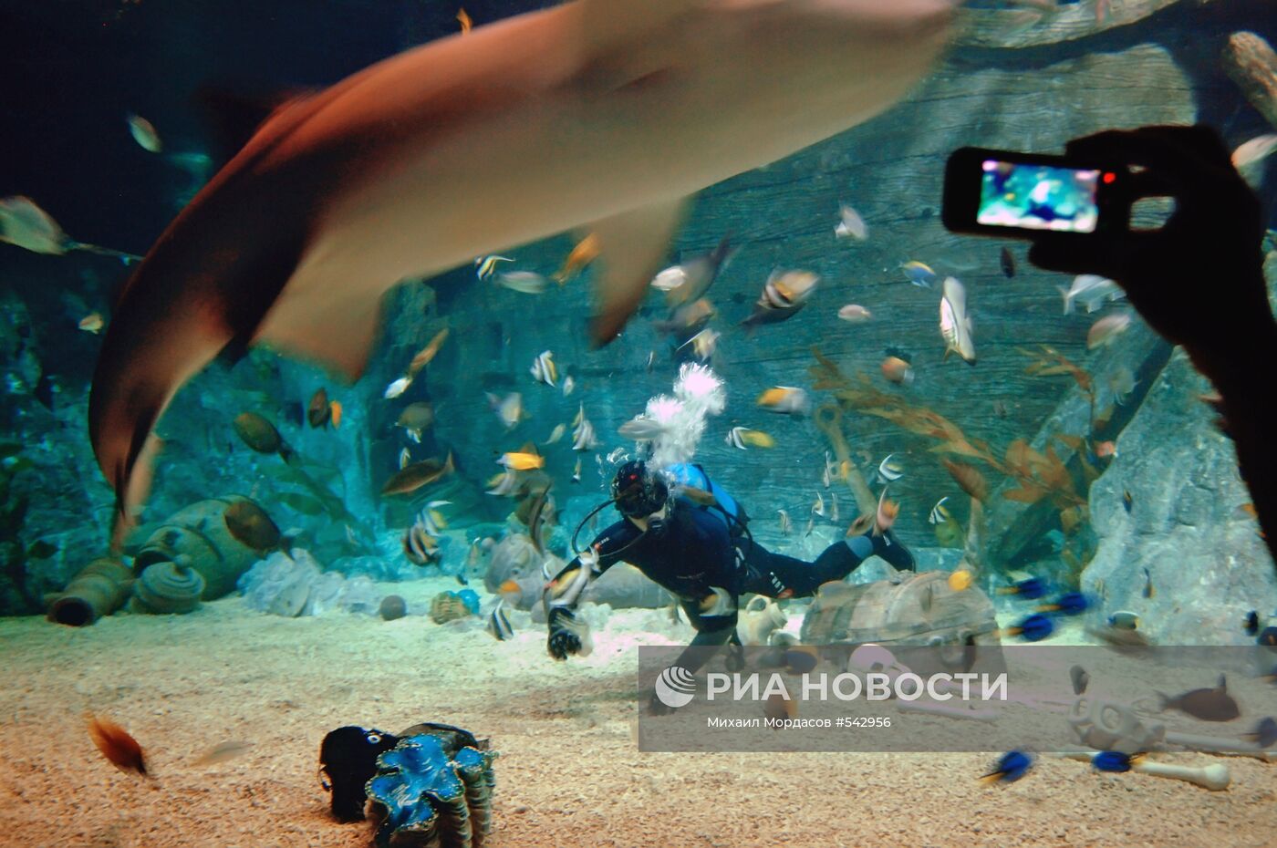 Открытие океанариума "Sоchi Discovery World" в Сочи