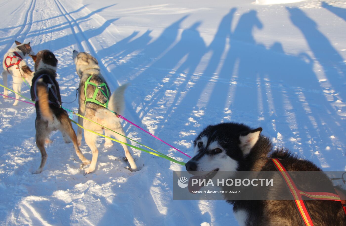 Собаки породы хаски