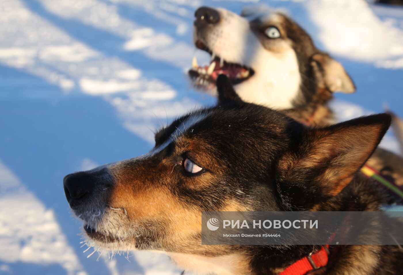 Собаки породы хаски