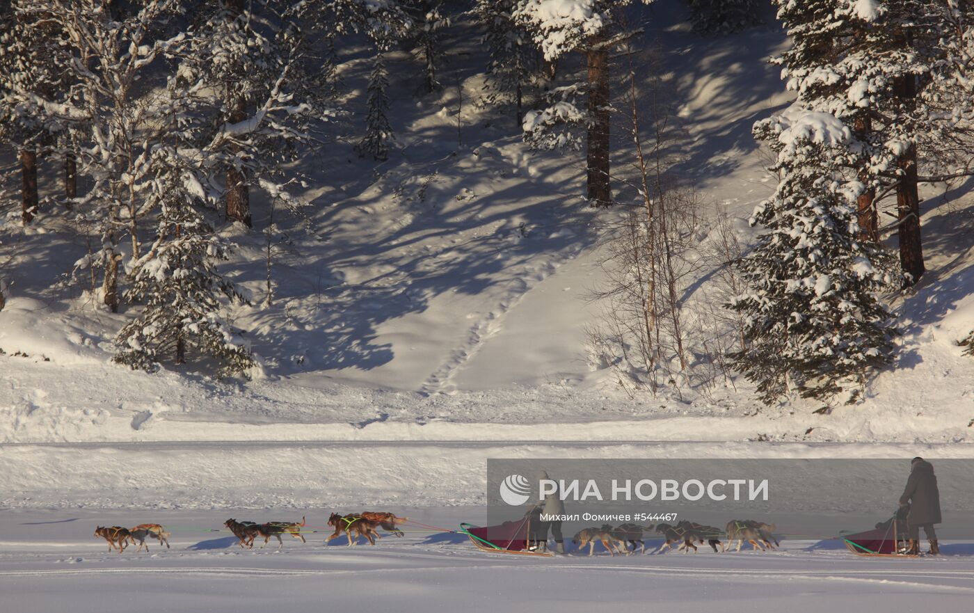 Прогулка на собаках хаски