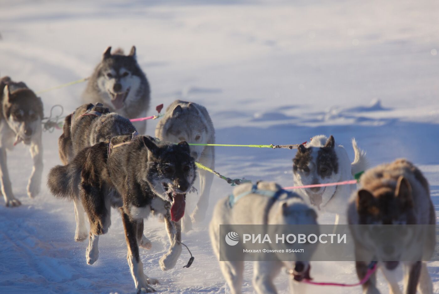 Собаки породы хаски