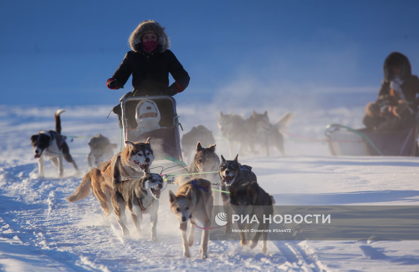 Прогулка на собаках хаски