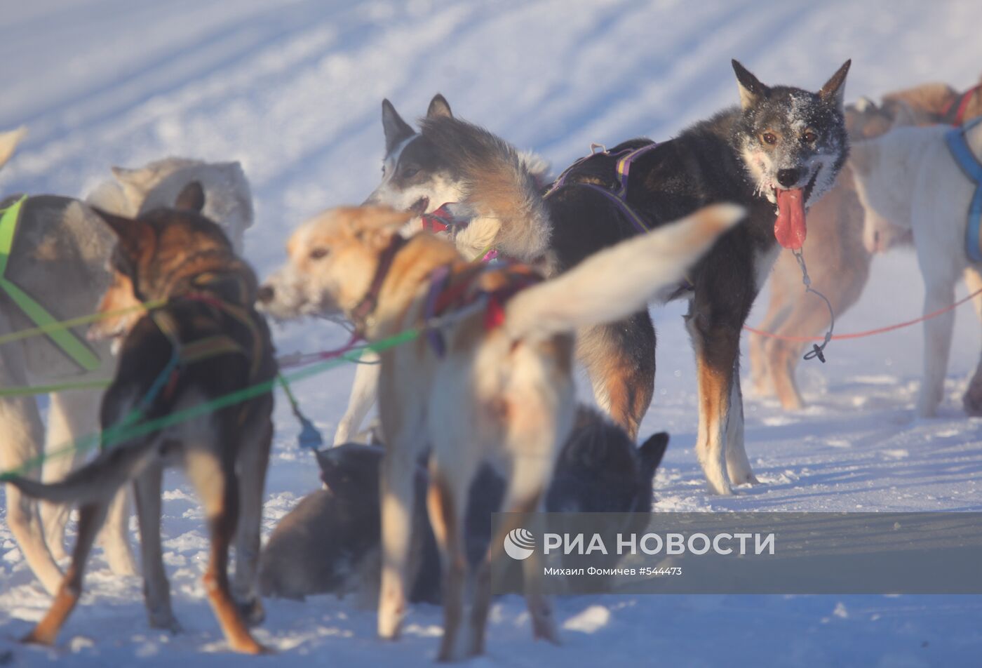 Собаки породы хаски