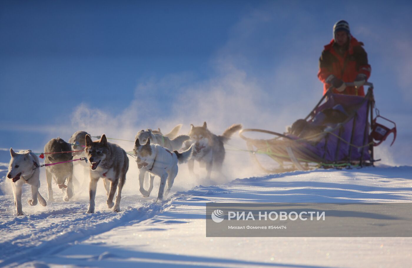 Прогулка на собаках хаски