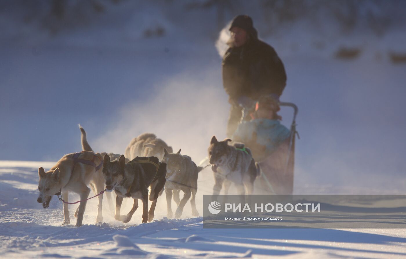 Прогулка на собаках хаски