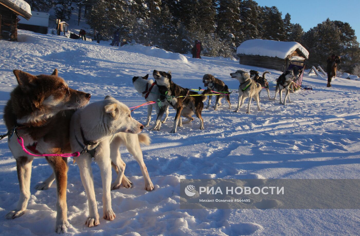 Прогулка на собаках хаски