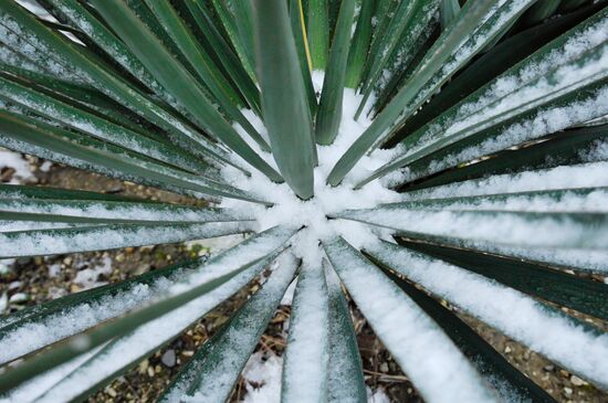 На курорте Сочи выпал первый снег