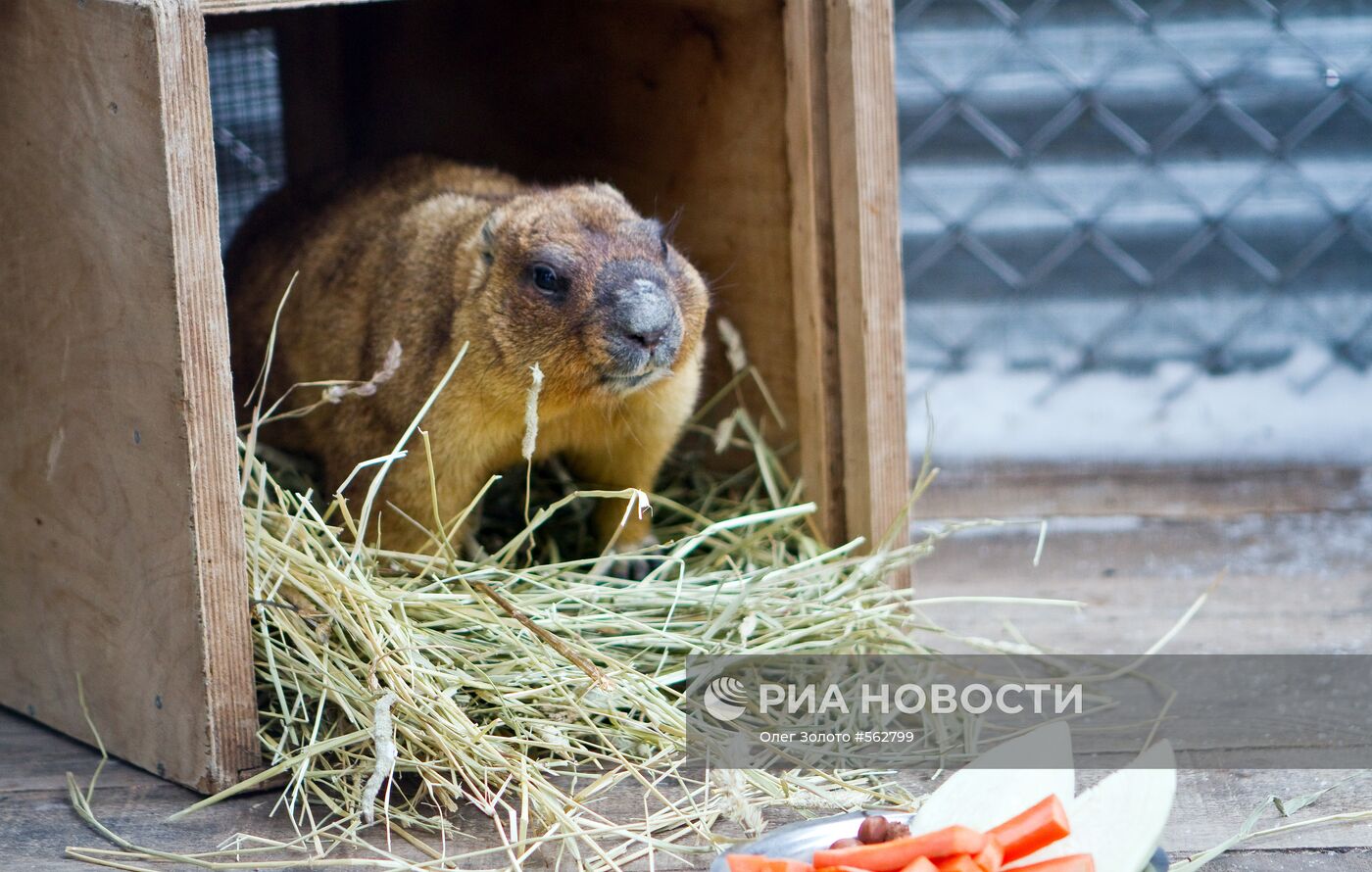 Сурок в нижегородском зоопарке