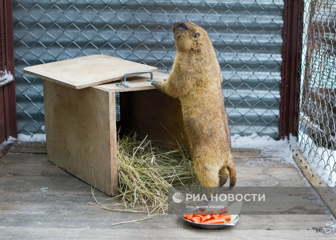 Сурок в нижегородском зоопарке
